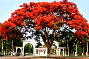 Islamic University Bangladesh