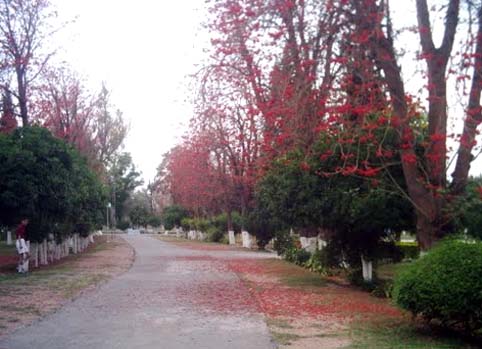 Cadet College Kohat 